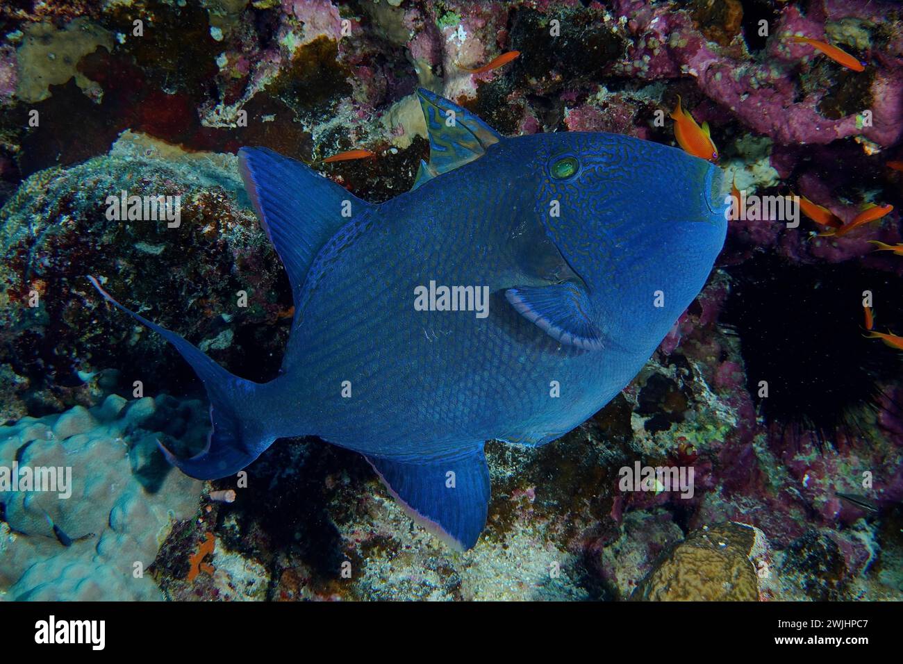 Blue triggerfish (Pseudobalistes fuscus), House Reef dive site, Mangrove Bay, El Quesir, Red Sea, Egypt Stock Photo