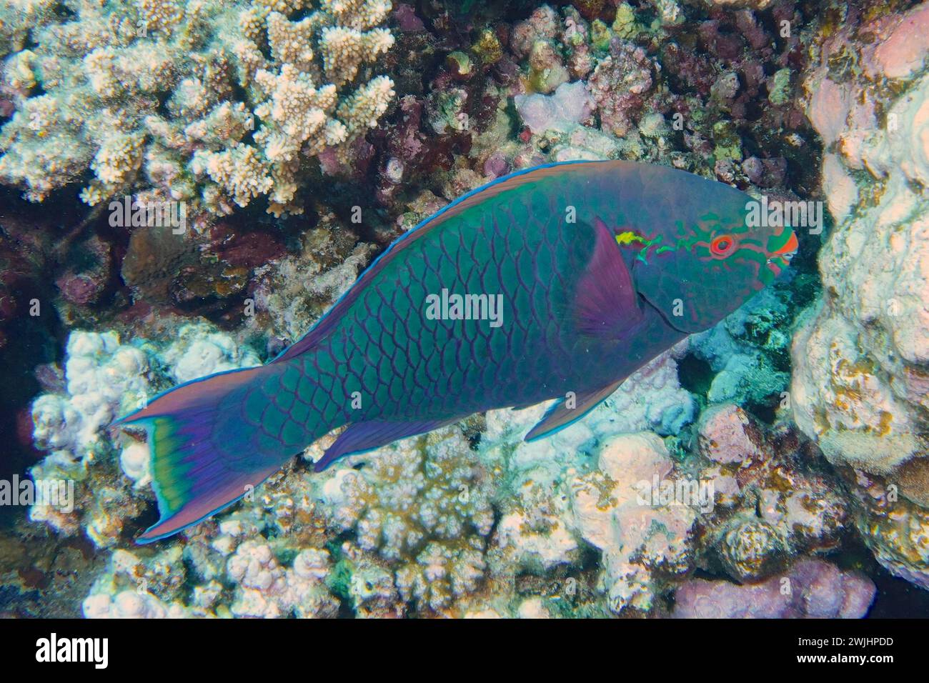 Dark parrotfish (Scarus niger), House Reef dive site, Mangrove Bay, El Quesir, Red Sea, Egypt Stock Photo
