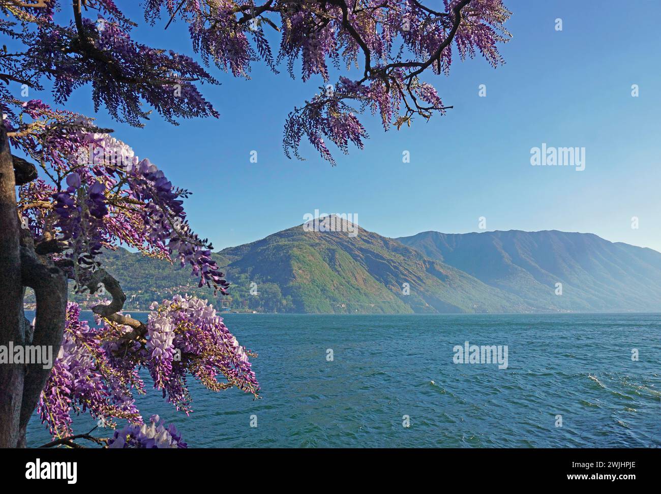 Flowering blue rain, Wisteria, Lago di Como, Tremezzo, Lake Como, Lombardy, Italy Stock Photo