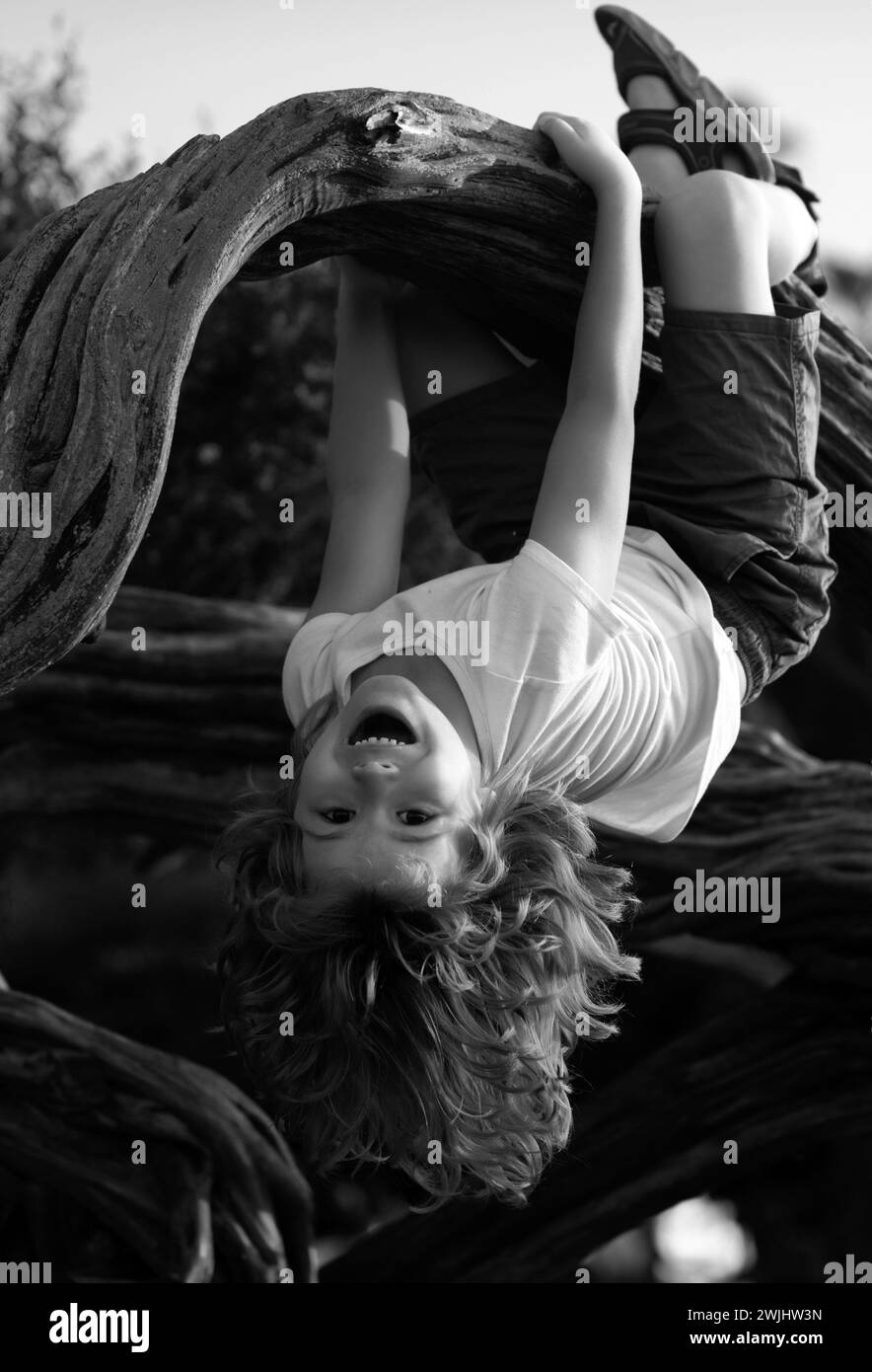 Kid climbing tree. Young boy playing and climbing a tree and hanging