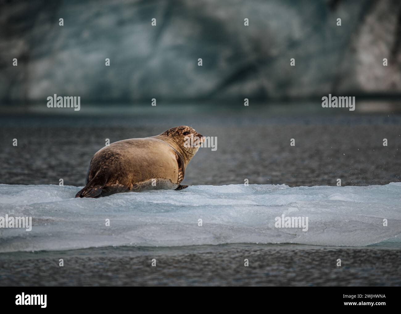 Solitary seal on glacial ice, a serene moment in the vast icy waters of Iceland. Stock Photo
