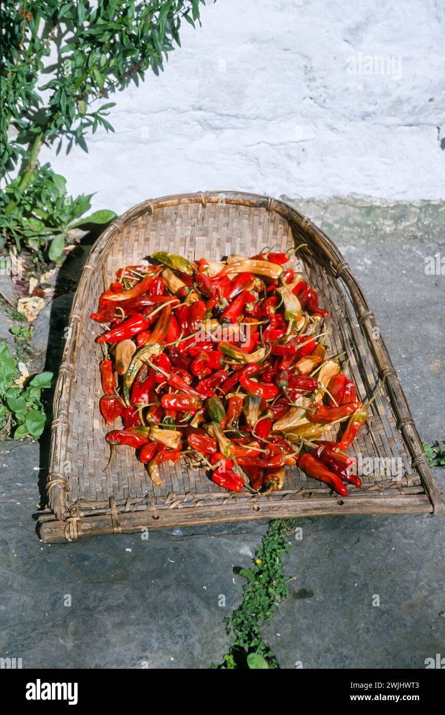 A wicker basket or tray filled with red chili peppers, a traditional ...