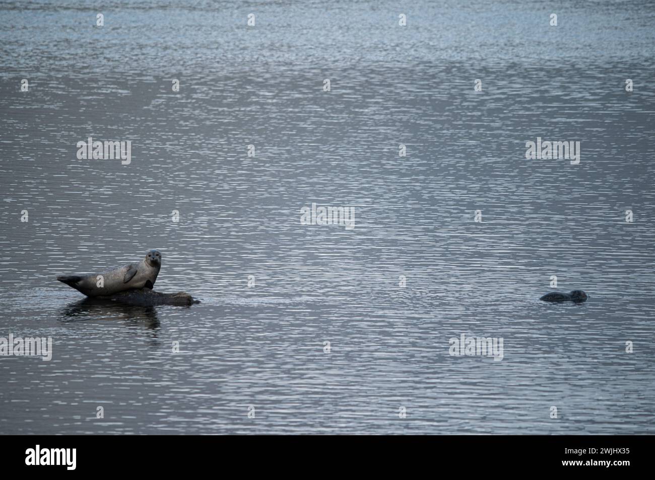 Solitary seal on glacial ice, a serene moment in the vast icy waters of Iceland. Stock Photo