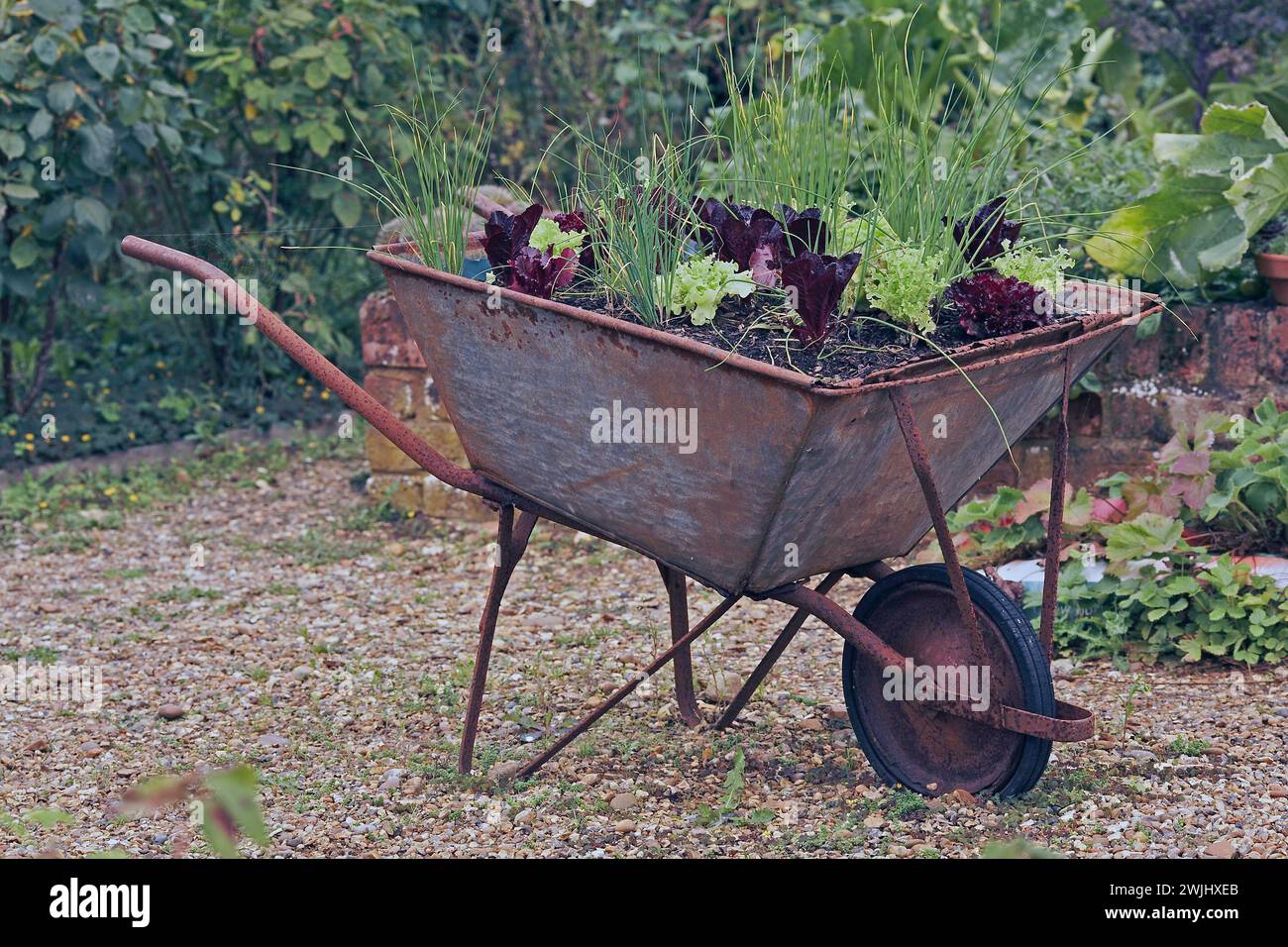Salads and  wheel barrow Stock Photo