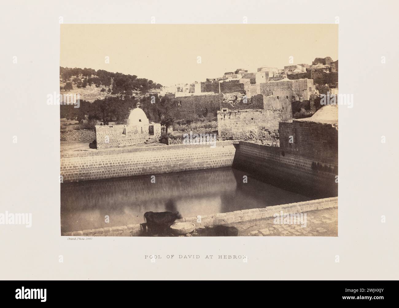 Vintage Palestine photo of the Pool of David at Hebron.          View of King David's Pool, also called the King's Pool, in Hebron, surrounded by the brick walls and buildings of the city. Cattle sip from a trough beside the pool in the foreground. by John Cramb   1860, Stock Photo