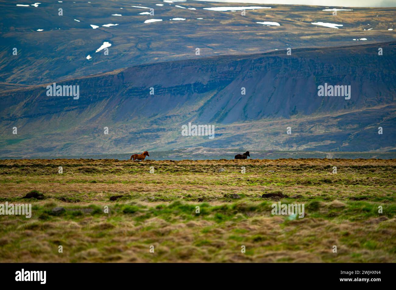 Iceland's vast terrain of moss-covered lava, a serene backdrop for grazing horses, with distant snow patches. Stock Photo