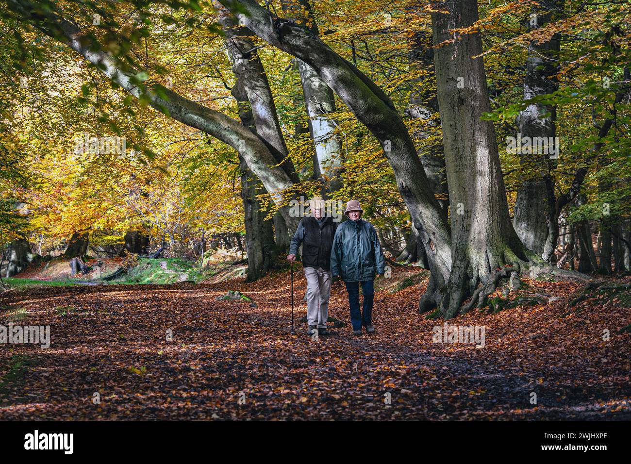 REAT BRITAIN / England Hertfordshire Older couple  walking through autumn parkland at Ashridge Estate Stock Photo