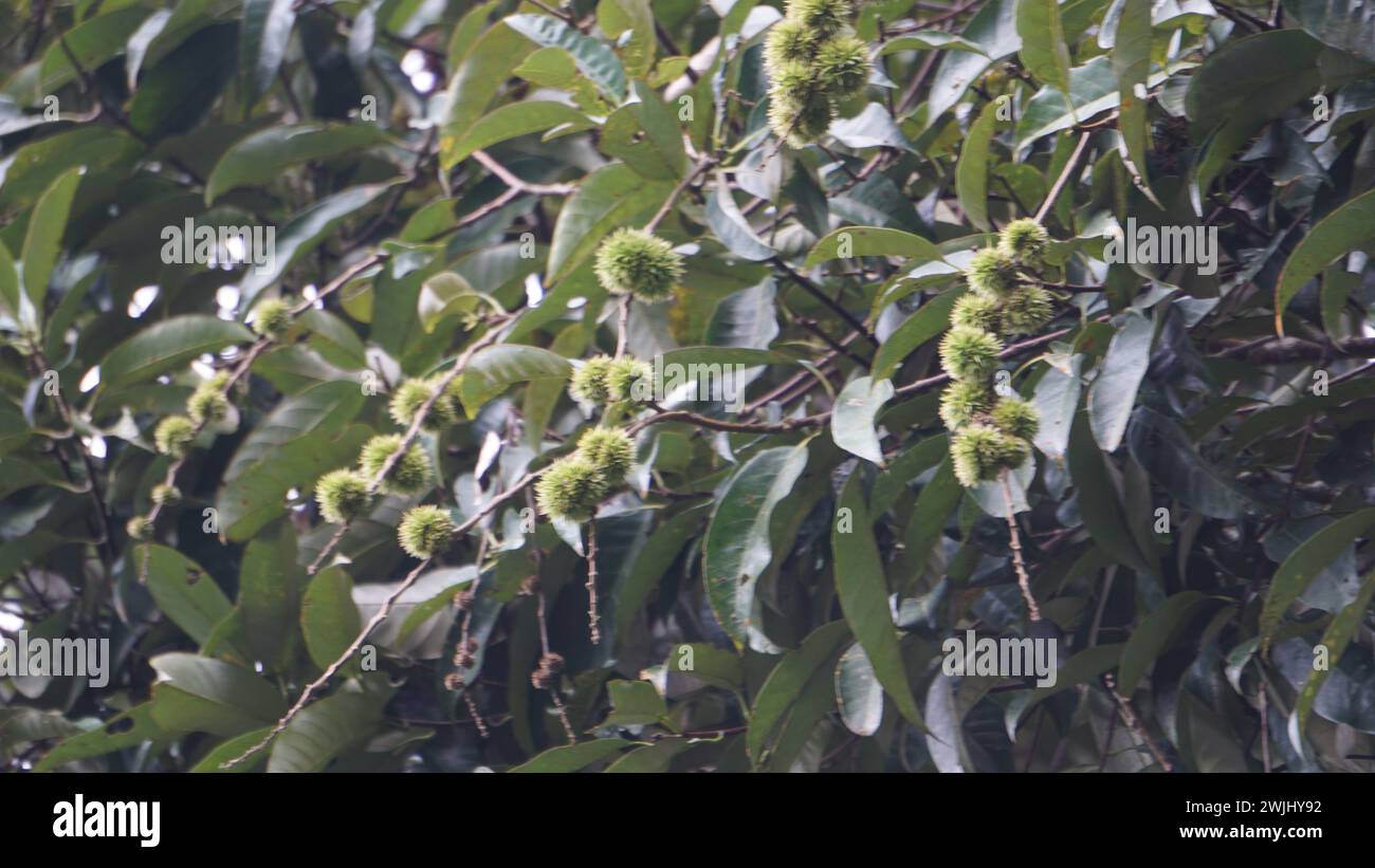Castanea mollissima (Chinese chestnut, sarangan, berangan, Saninten, Castanopsis argentea, rambutan hutan). The nuts are edible Stock Photo