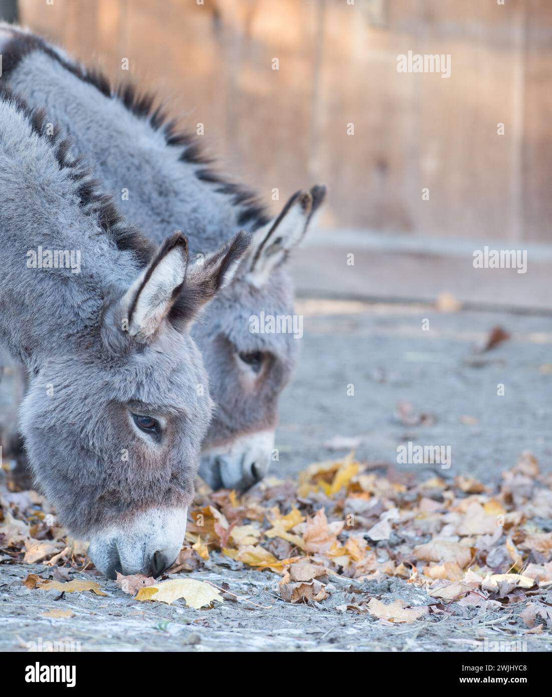 two miniature donkeys cute animals with heads down sniffing fall autumn leaves ears forward look alikes vertical image room for type rural farm canada Stock Photo