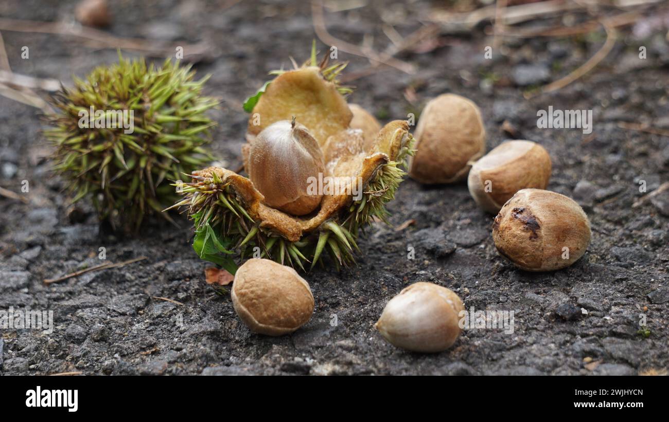 Castanea mollissima (Chinese chestnut, sarangan, berangan, Saninten, Castanopsis argentea, rambutan hutan). The nuts are edible Stock Photo