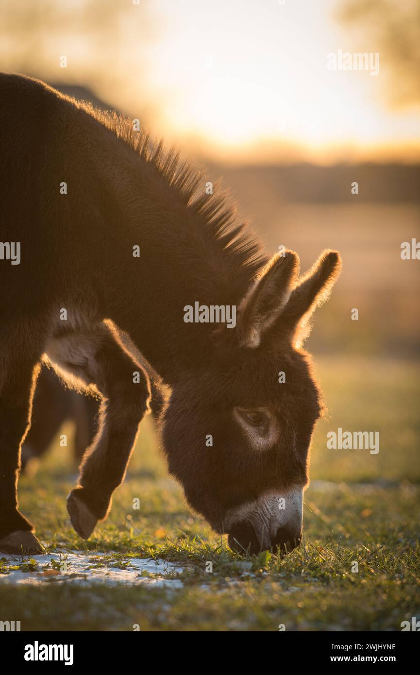 miniature donkey in paddock or meadow with small quantity of snow on the ground vertical image with room for type sunsetb acklit creating rim light Stock Photo