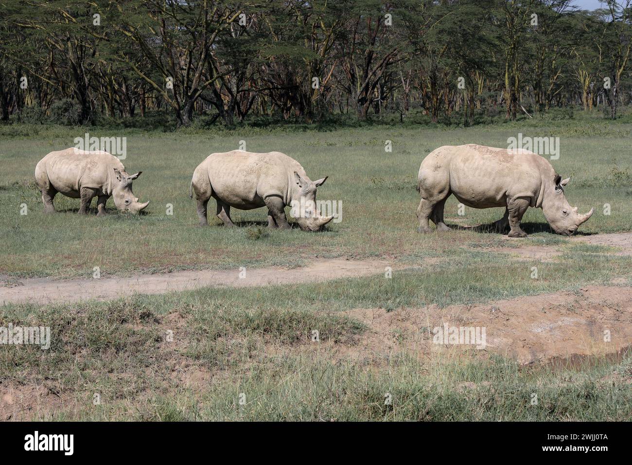 Three white rhinos grazing in a green field with an acacia forest in the background near Lake Naruku, Kenya, Africa. Stock Photo