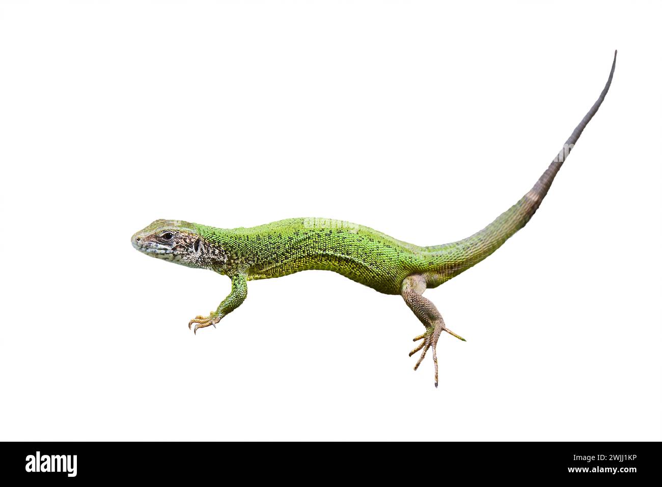 European green lizard isolated on white background (Lacerta viridis) Stock Photo