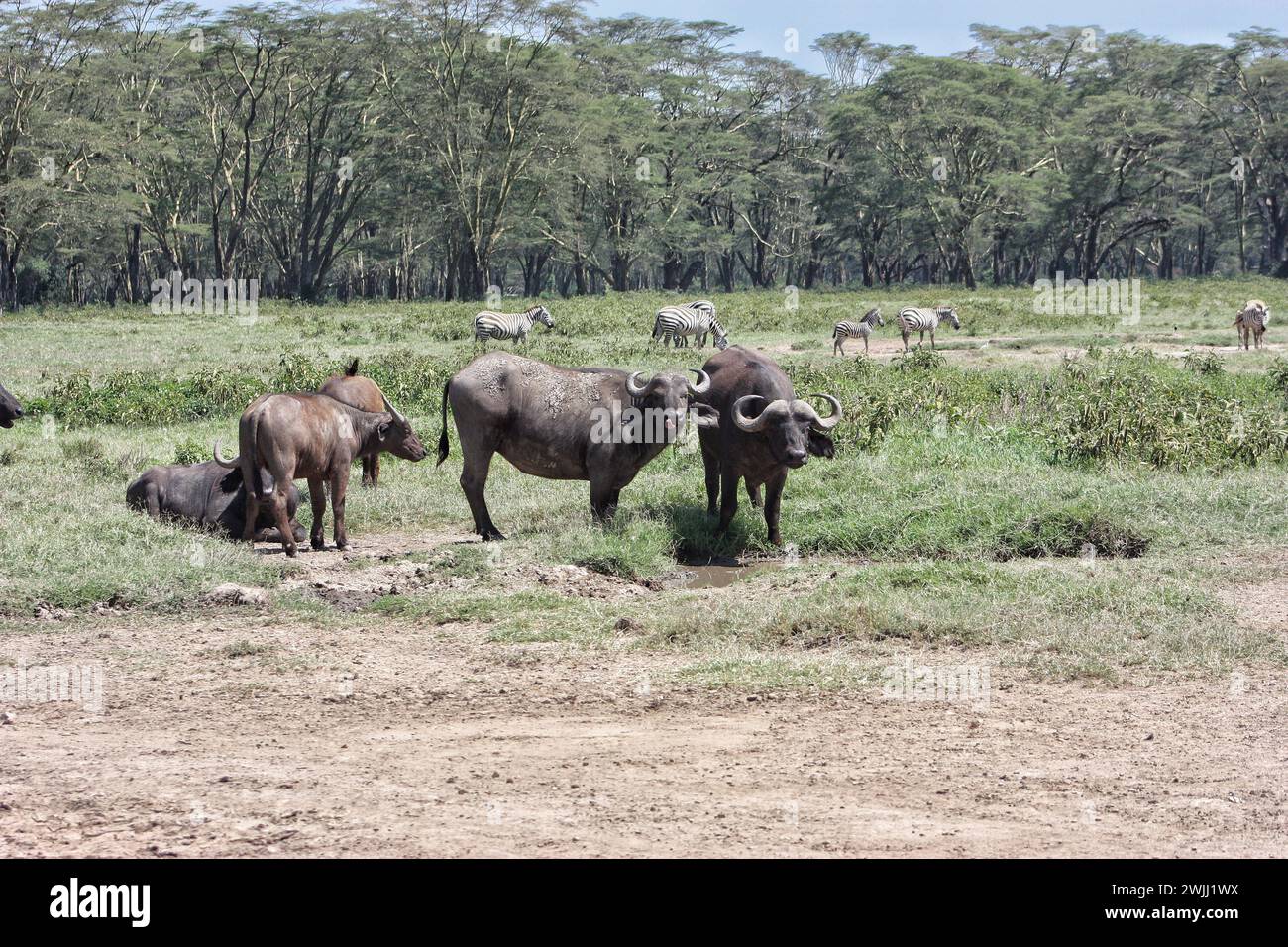 Cape buffalo in a green field in front of an acacia forest near Lake Naruku with some zebra in the background. Stock Photo