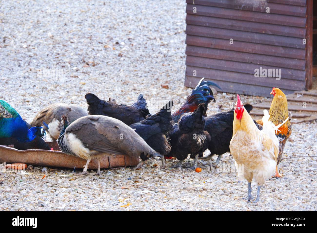 Goose chicken and duck drinking water at farm in a sunny day outdoor Stock Photo