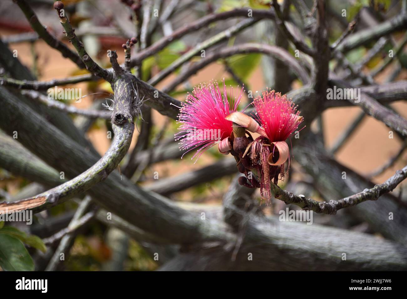 Shaving-brush-tree or amapolla tree. Pseudobombax ellipticum. Stock Photo