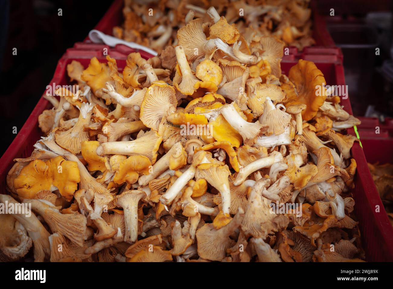 Picture of chanterelle mushrooms for sale in Riga, Lativa. Chanterelle