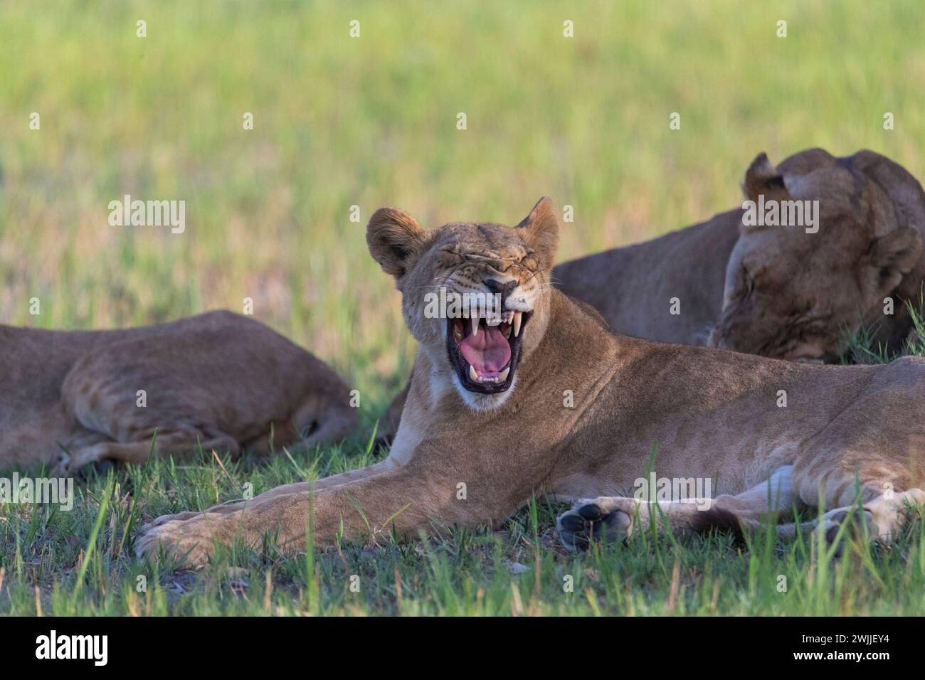 Lioness snarling, Chobe National; Park, Botswana Stock Photo