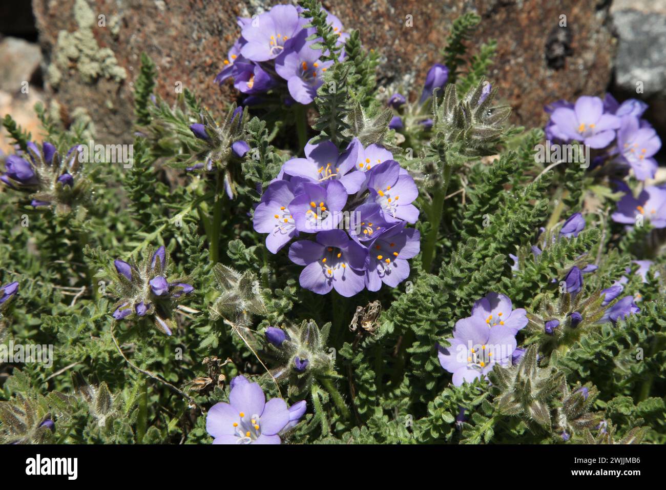 Sticky Jacob's Ladder / Sky Pilot (Polemonium viscosum) purple wildflower in Beartooth Mountains, Montana Stock Photo