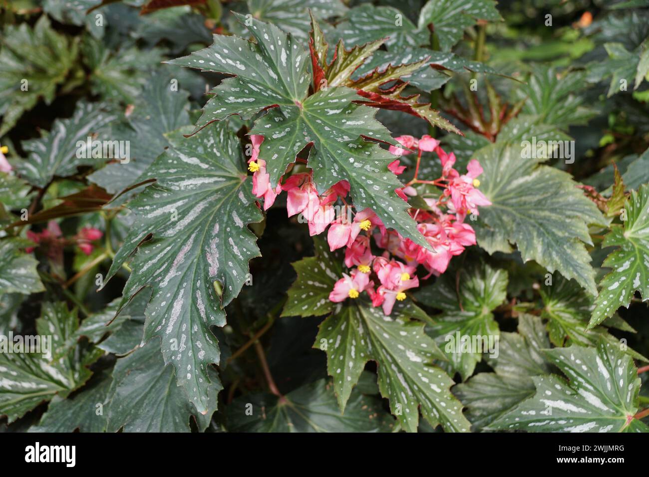 Beautiful and unique shape of Cane-like Begonia 'Lana' leaves with pink flowers Stock Photo
