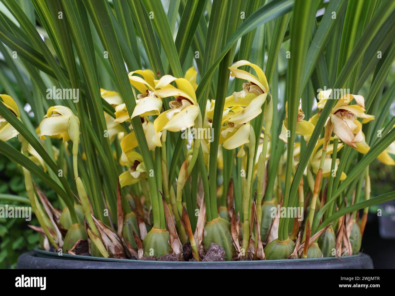 Close up of the yellow flowers of Maxillaria porphyrostele 'Gold Line' orchids Stock Photo