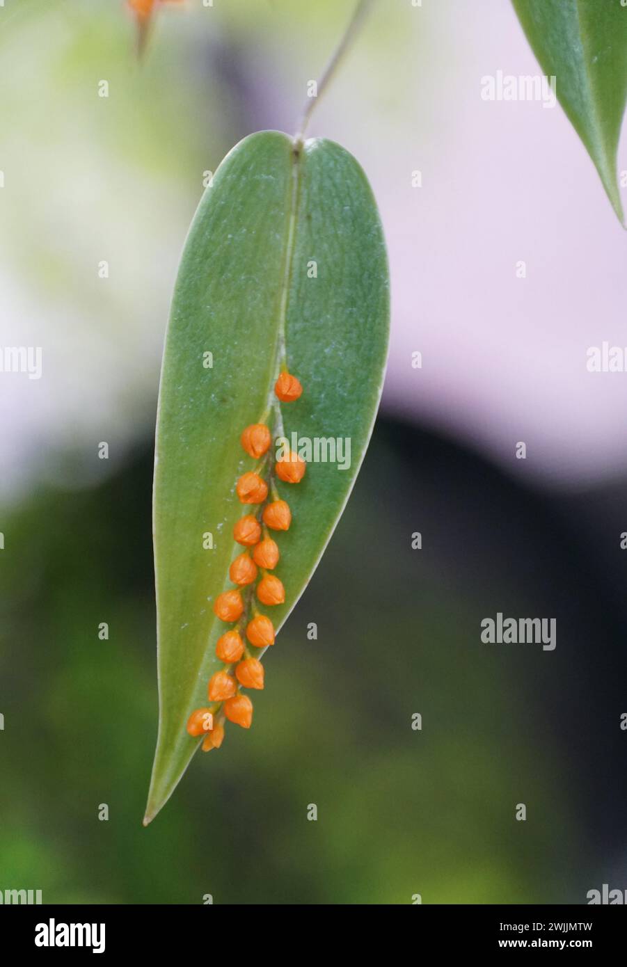 Closeup of the tiny orange flowers of Pleurothallis Truncata, an orchid family from Ecuador Stock Photo