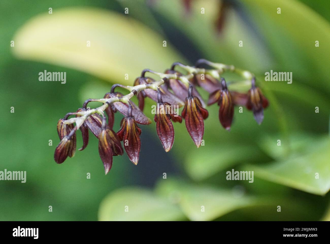 Close up of the tiny dark flowers of Stelis Immersa orchids Stock Photo