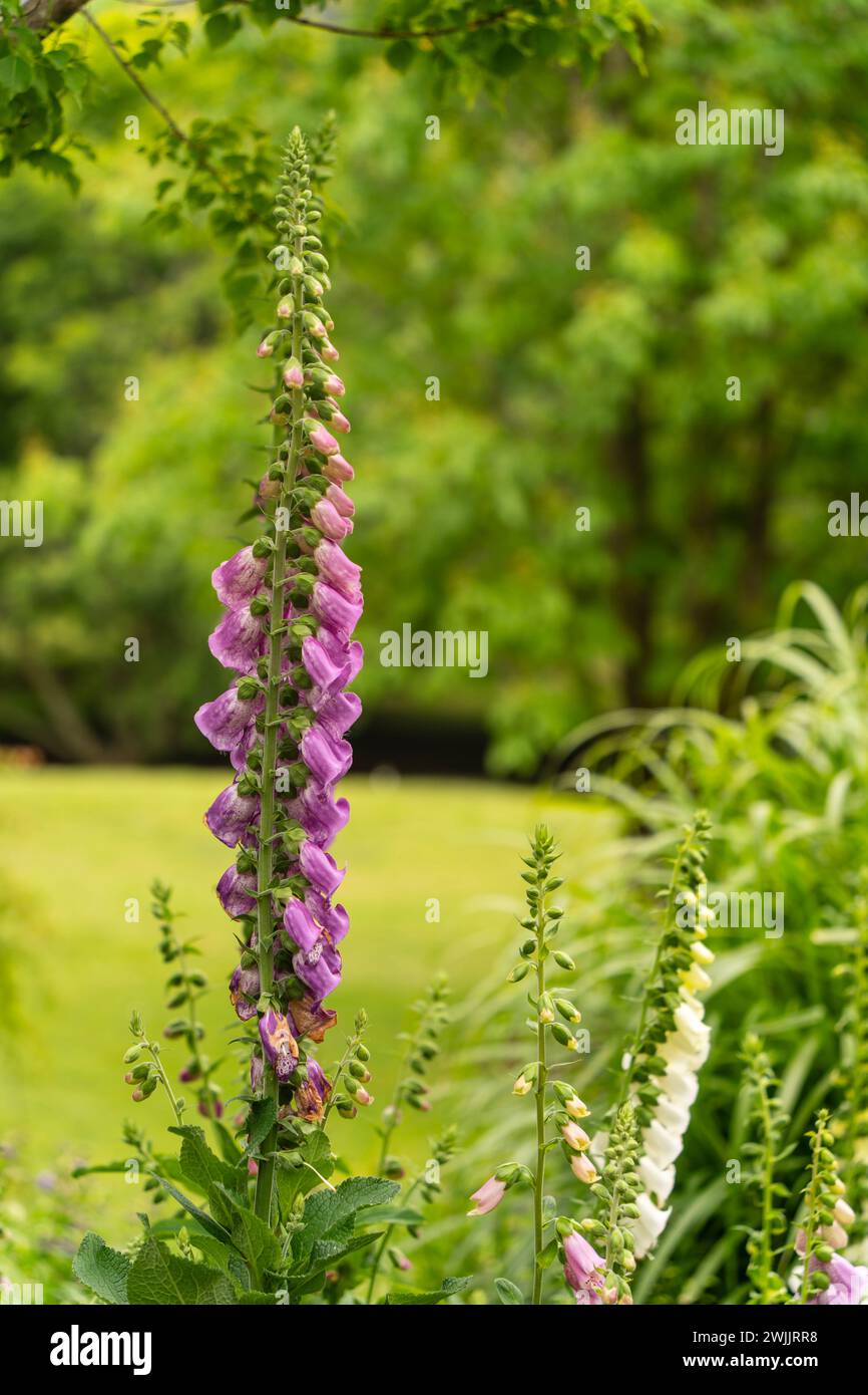 Common foxglove plant in bloom Stock Photo - Alamy