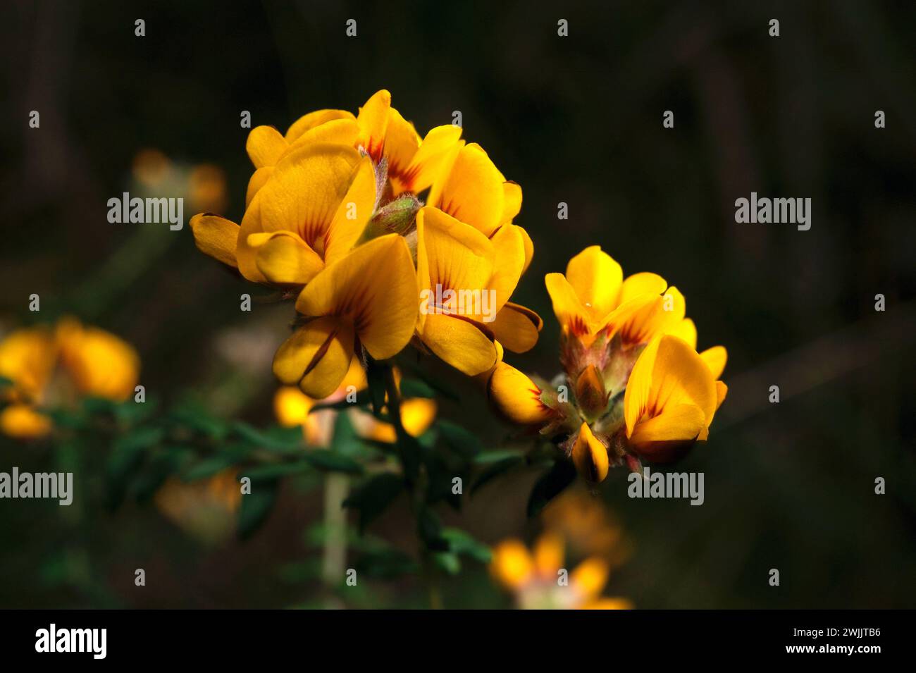 Eggs And Bacon (Aotus Ericoides) get their name from the colour of the flowers - you wouldn't want to try eating them! Early Spring flowering shrub.. Stock Photo