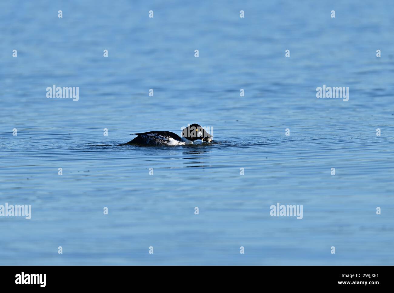 A Common Goldeneye, scientific name 'Bucephala clangula' chewing a crab Stock Photo