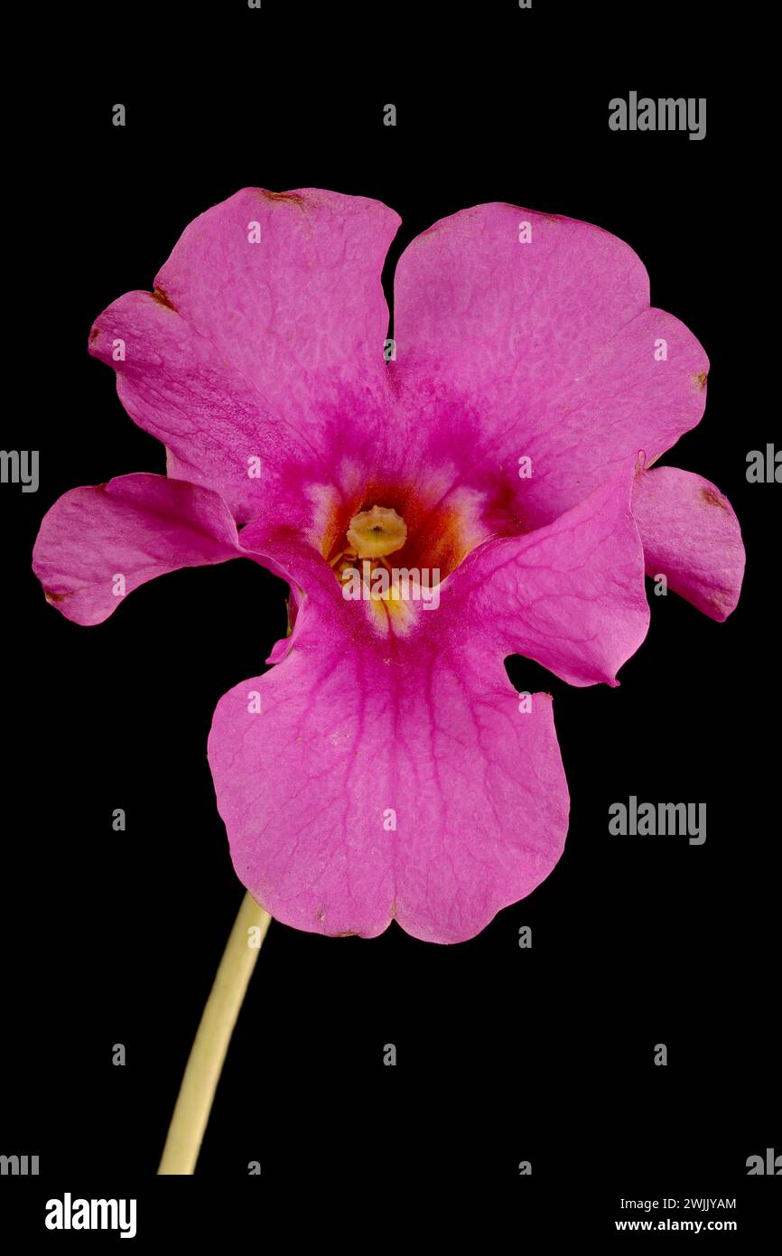 Hardy Gloxinia (Incarvillea delavayi). Flower Closeup Stock Photo