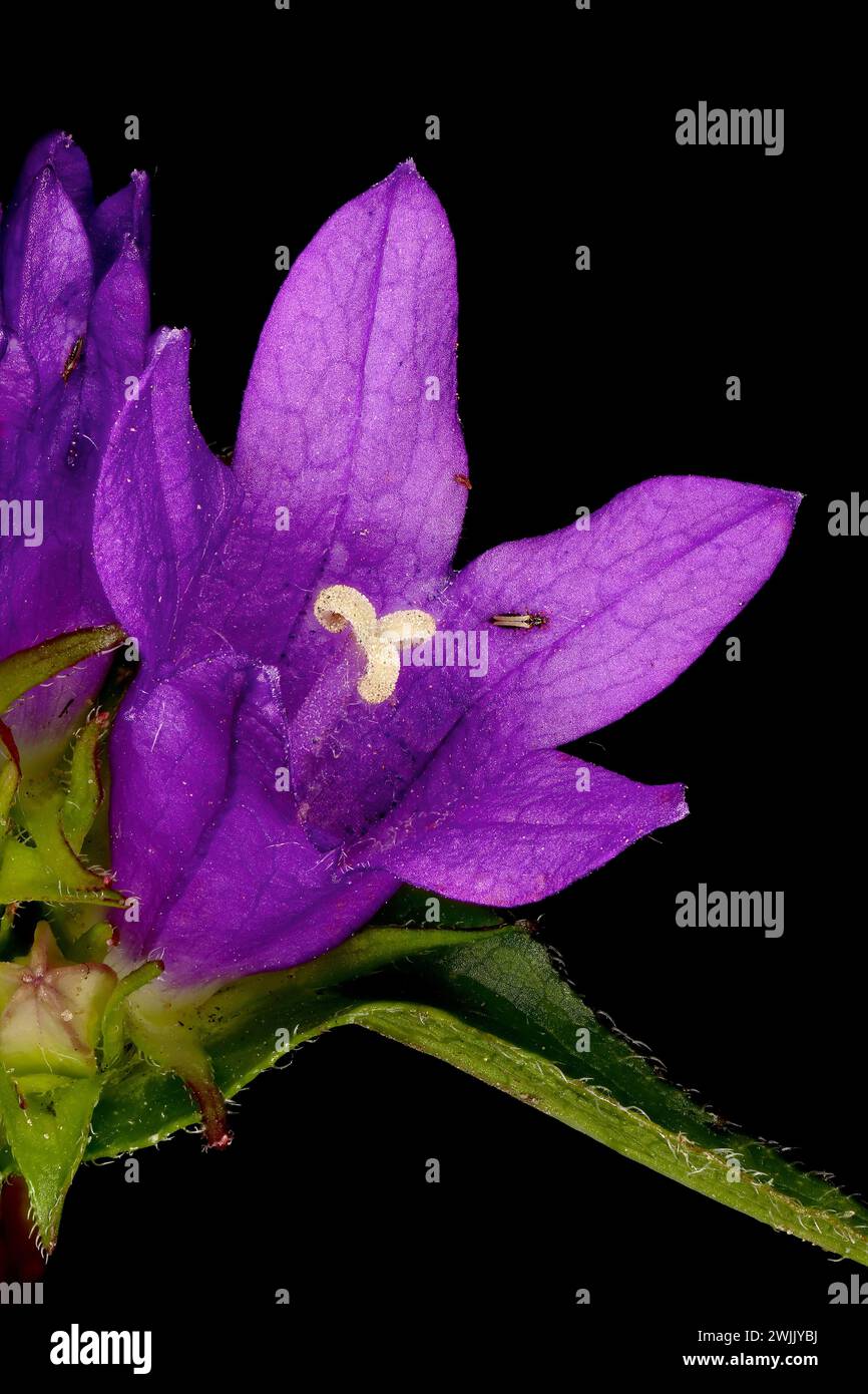 Virtual herbarium of Belarus flora: focus-stacked closeups of wild and cultivated plants, including images of flowers, leaves, and fruits intended as Stock Photo