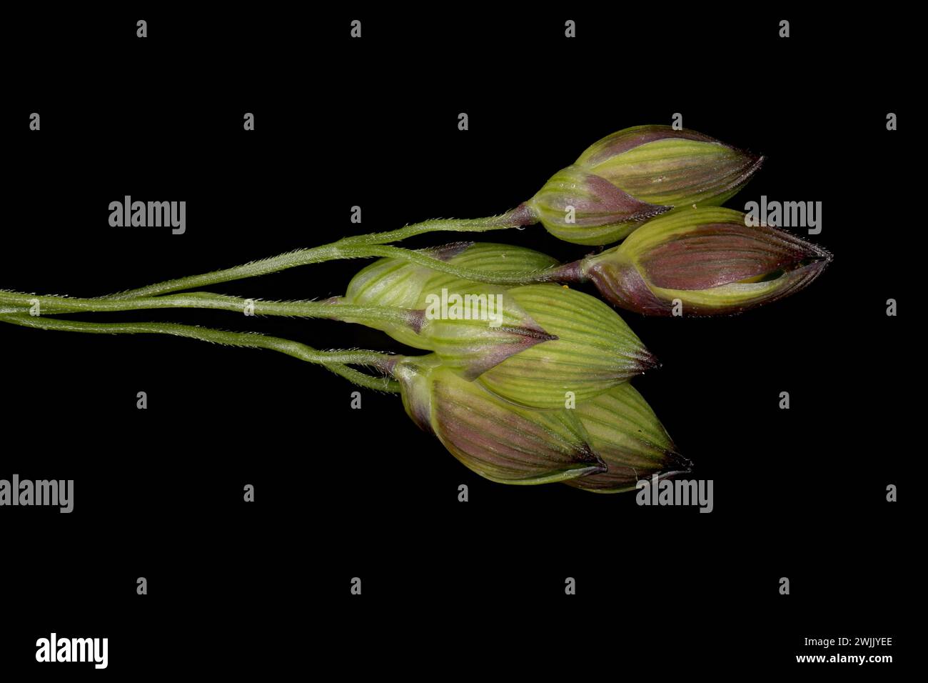 Common Millet (Panicum miliaceum). Immature Spikelets Closeup Stock Photo