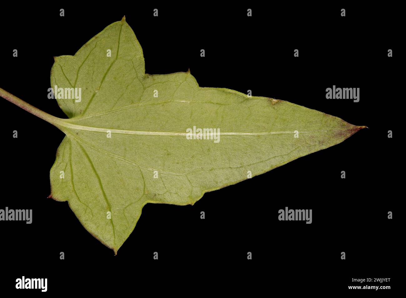 Trailing Snapdragon (Maurandya scandens). Leaf Closeup Stock Photo