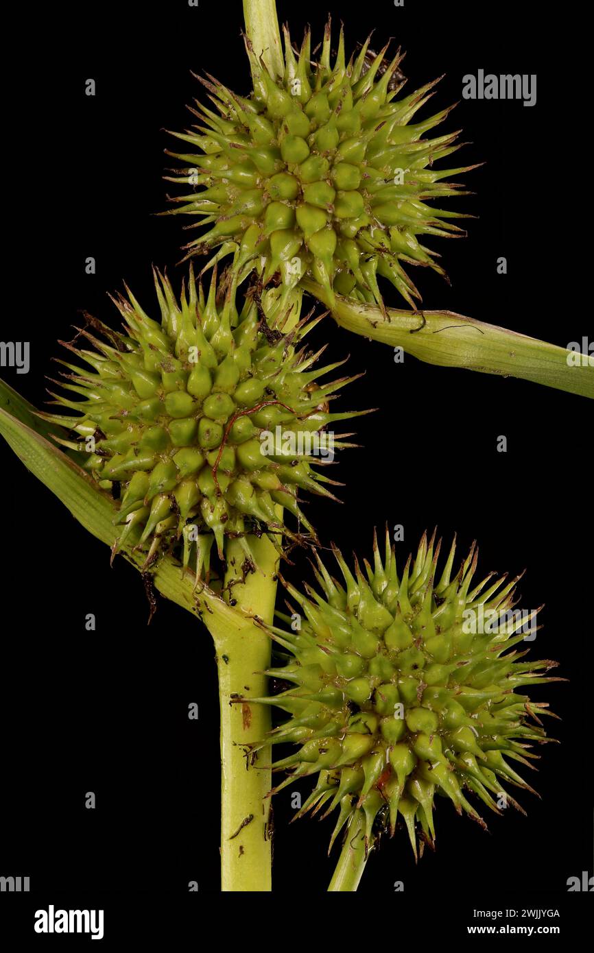 Unbranched Bur-Reed (Sparganium emersum). Fruiting Pistillate Heads Closeup Stock Photo