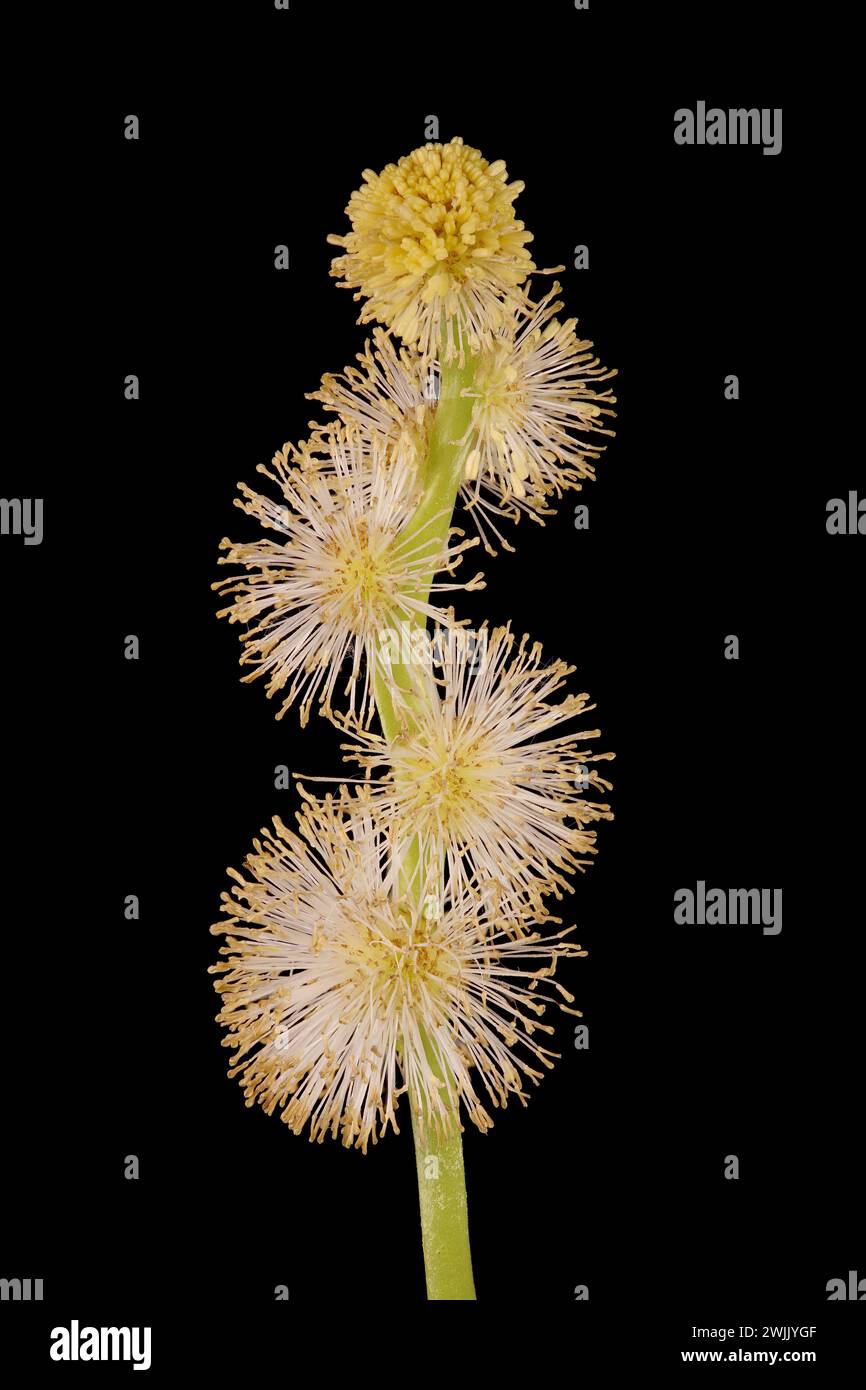 Unbranched Bur-Reed (Sparganium emersum). Flowering Staminate Heads Closeup Stock Photo