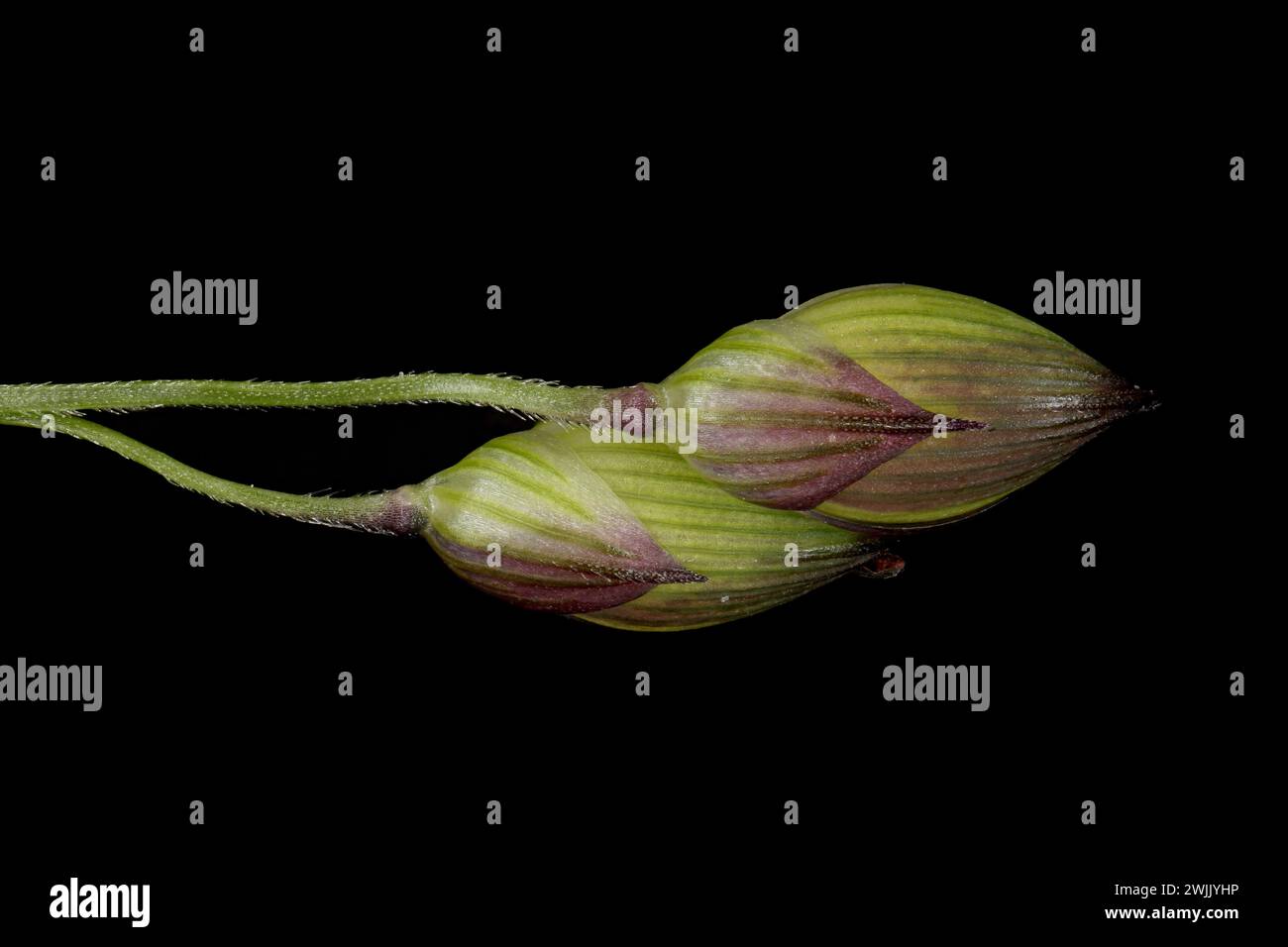 Common Millet (Panicum miliaceum). Immature Spikelets Closeup Stock Photo