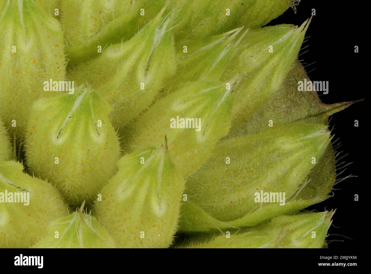 Vietnamese Balm (Elsholtzia ciliata). Immature Infructescence Detail Closeup Stock Photo