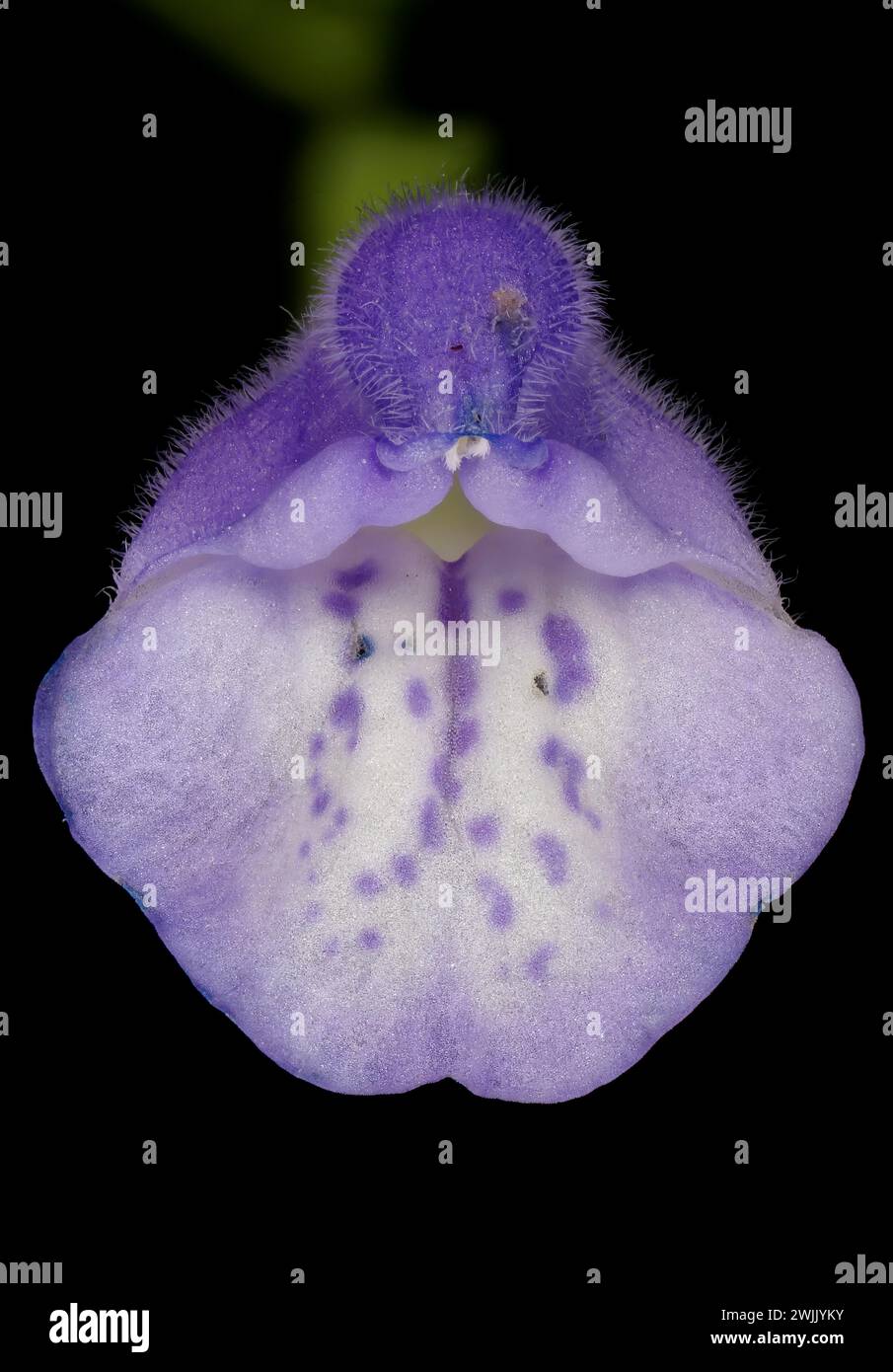 Common Skullcap (Scutellaria galericulata). Isolated Flower Closeup Stock Photo