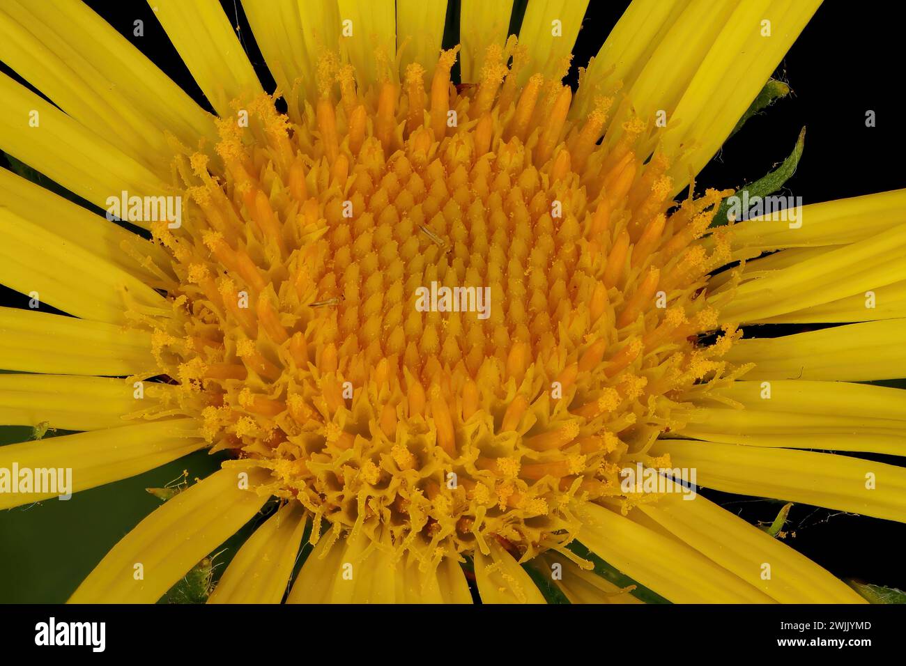 Meadow Fleabane (Pentanema britannica). Disc Flowers Closeup Stock Photo