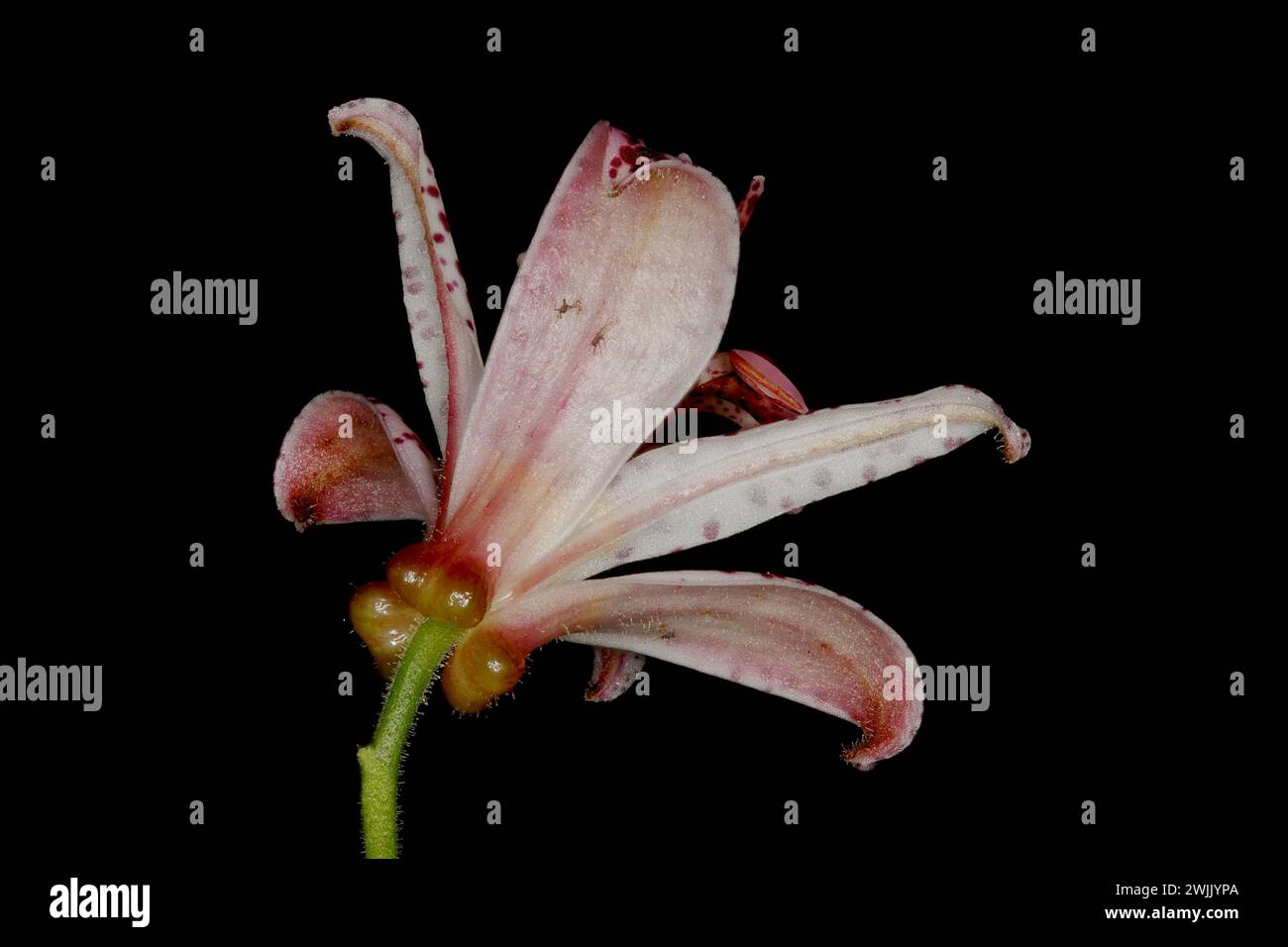 Hairy Toad Lily (Tricyrtis hirta). Flower Closeup Stock Photo