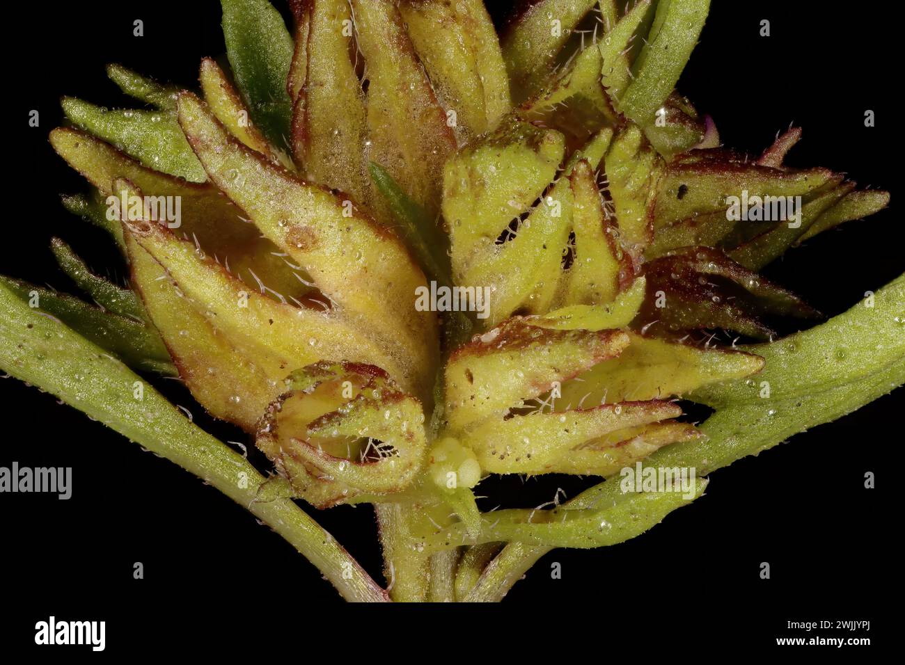 Summer Savory (Satureja hortensis). Infructescence Detail Closeup Stock Photo