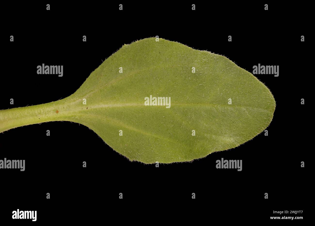 Daisy (Bellis perennis). Leaf Closeup Stock Photo