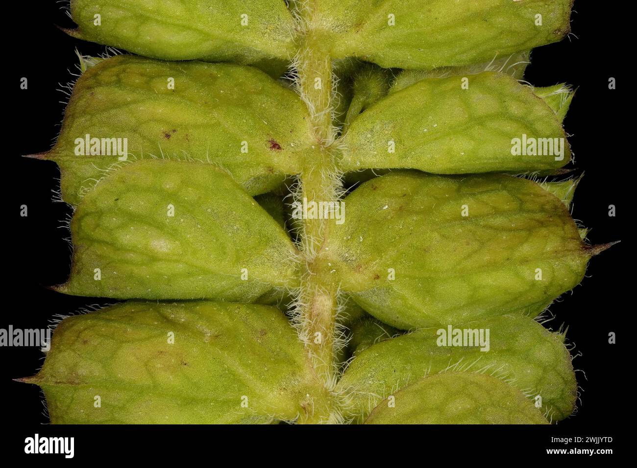 Vietnamese Balm (Elsholtzia ciliata). Immature Infructescence Detail Closeup Stock Photo