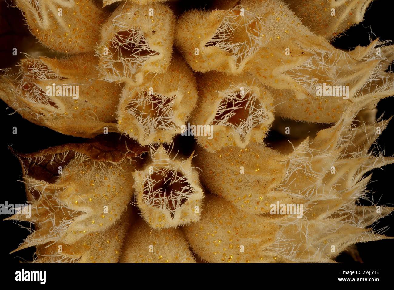 Vietnamese Balm (Elsholtzia ciliata). Mature Infructescence Detail Closeup Stock Photo