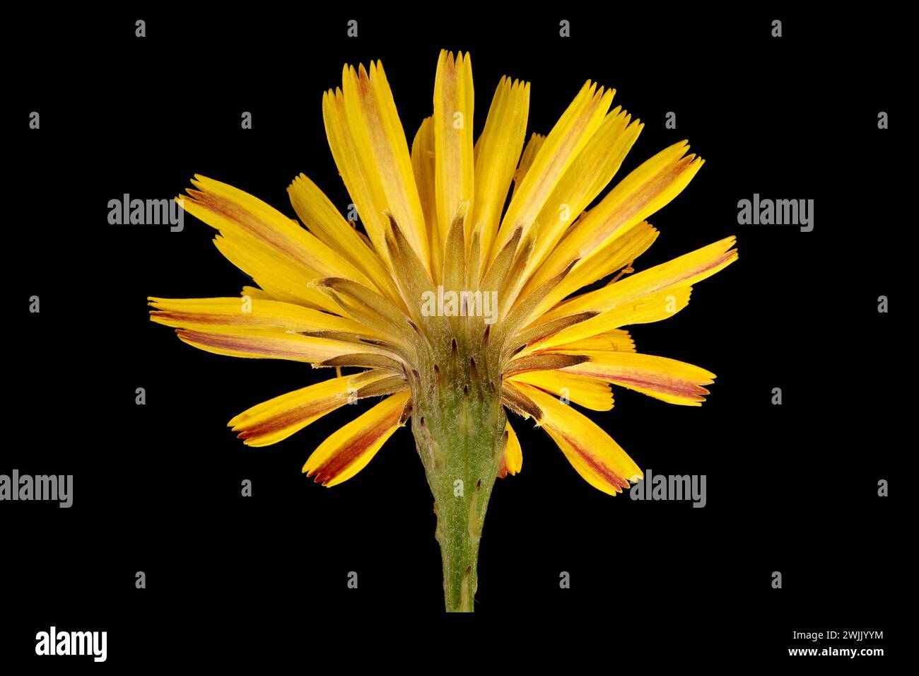 Autumn Hawkbit (Scorzoneroides autumnalis). Flowering Capitulum Closeup Stock Photo