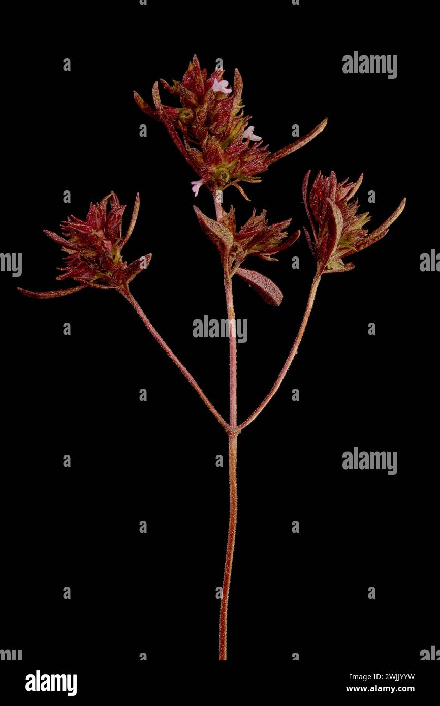 Summer Savory (Satureja hortensis). Infructescence Closeup Stock Photo