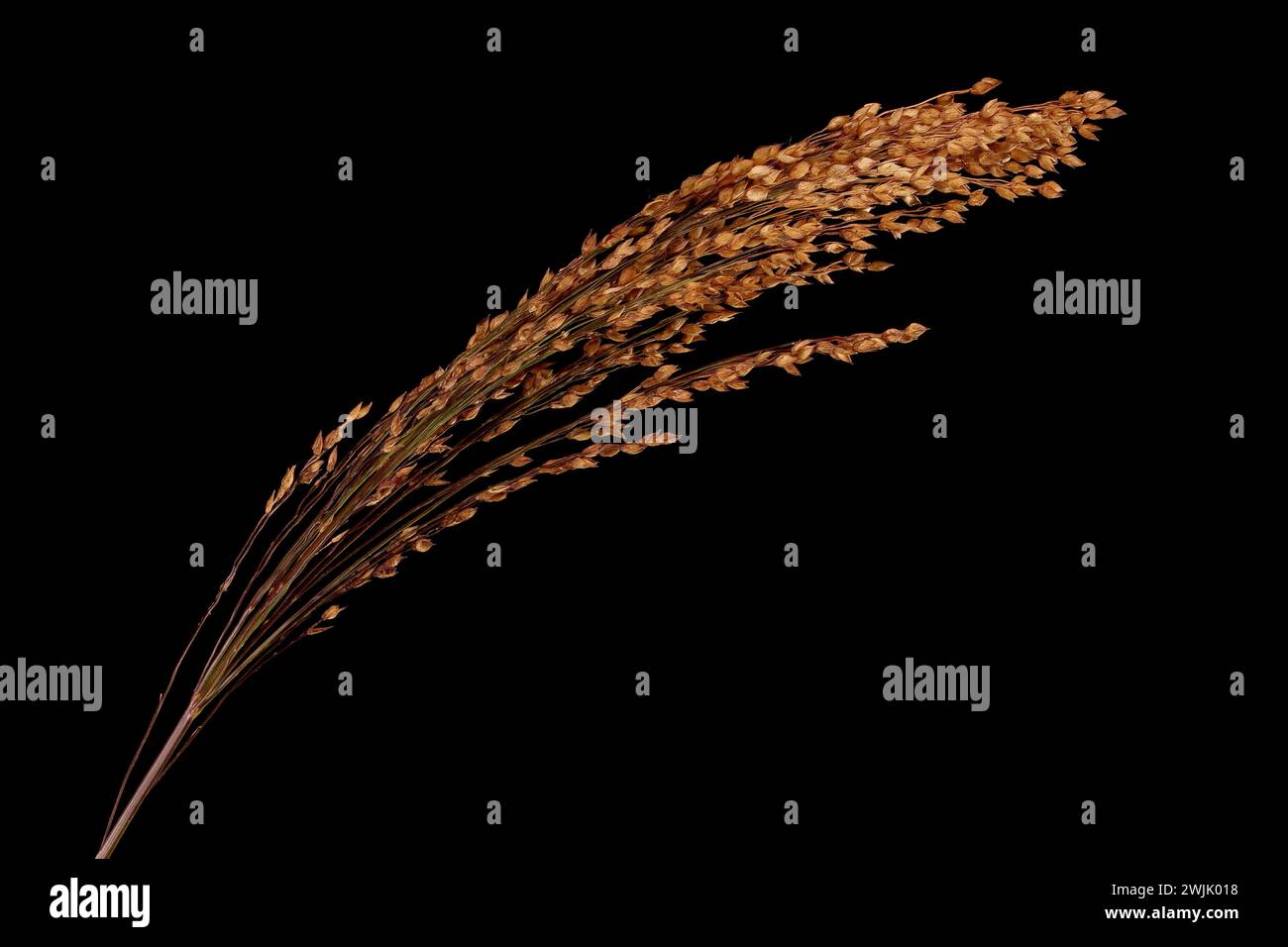 Common Millet (Panicum miliaceum). Mature Inflorescence Closeup Stock Photo