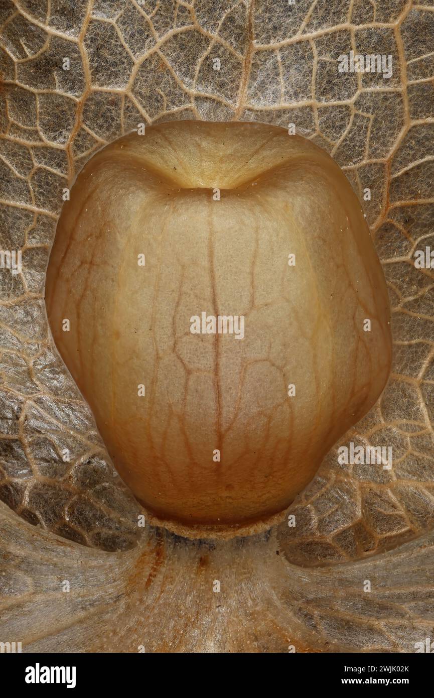 Apple-of-Peru (Nicandra physalodes). Berry Closeup Stock Photo