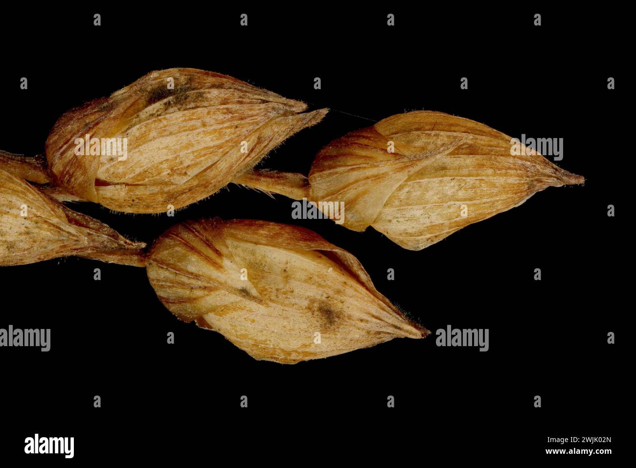 Common Millet (Panicum miliaceum). Mature Spikelets Closeup Stock Photo